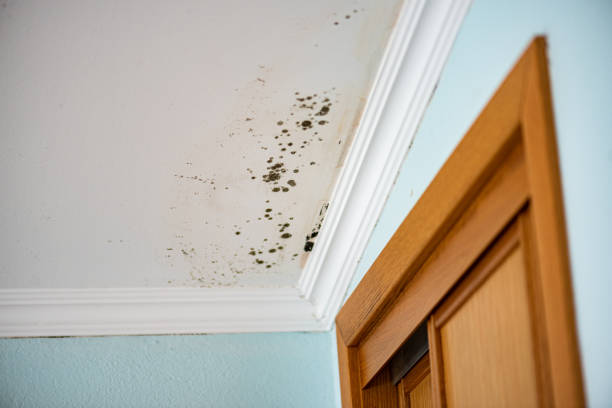 Best Water Damage Restoration  in Claremont, NC