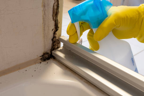 Best Mold Damage Repair  in Claremont, NC