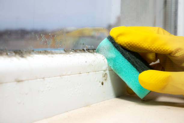 Best Fast Mold Removal  in Claremont, NC