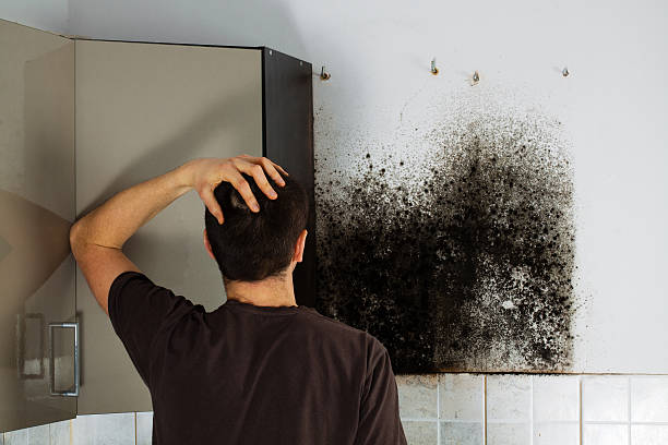 Best Best Mold Removal Companies  in Claremont, NC